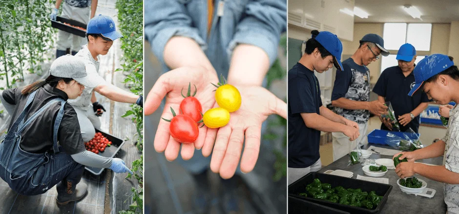 温室でのミニトマト収穫作業、収穫された赤と黄色のミニトマト、そして屋内で緑の野菜を袋詰めする人々の様子を捉えた、一連の農作業風景です。