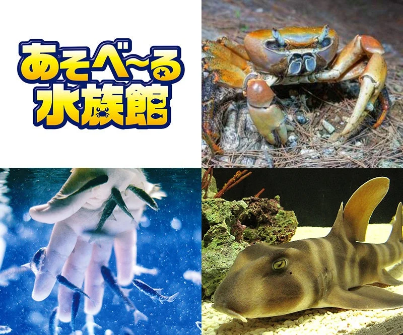 カニや魚と触れ合う様子のコラージュ画像